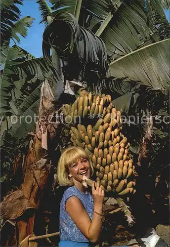 Bananen Canarias Plataneras y Bananas Kat. Pflanzen
