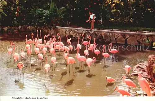 Flamingo Bahama Islands Nassau Ardastra Gardens  Kat. Tiere