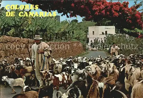 Hirte Ziegen Islas Canarias  Kat. Landwirtschaft