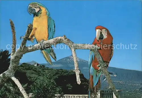 Papagei Teide Papagayos y Pico del Teide  Kat. Tiere