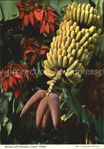 Bananen Bananas and Poinsettia Canary Islands Kat. Pflanzen