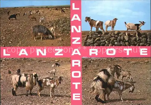 Ziege Lanzarote Islas Canarias  Kat. Tiere