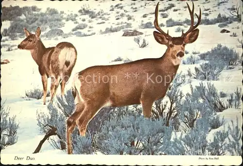 Hirsch Mule Deer  Kat. Tiere