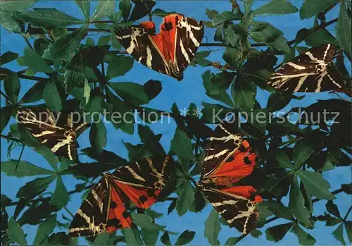 Schmetterlinge Rhodos Butterflies Kat. Tiere
