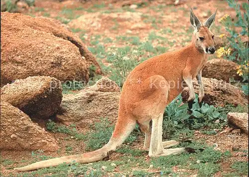 Tiere Kaenguru Australia Kat. Tiere