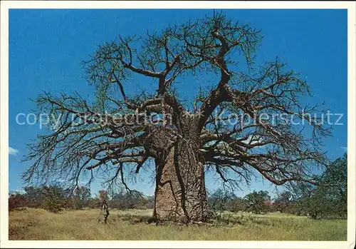 Baeume Trees Baobab Adansonia digitata Kat. Pflanzen