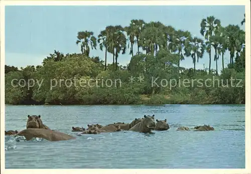 Tiere Nilpferde Hippos Wallowing South Africa  Kat. Tiere