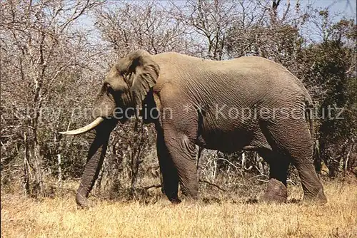 Elefant Kruger National Park Kat. Tiere