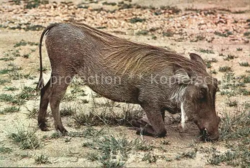 Tiere Warzenschwein Warthog Kruger National Park Kat. Tiere