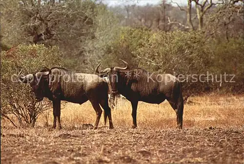 Tiere Streifengnu Blue Wildebeest Kruger National Park  Kat. Tiere