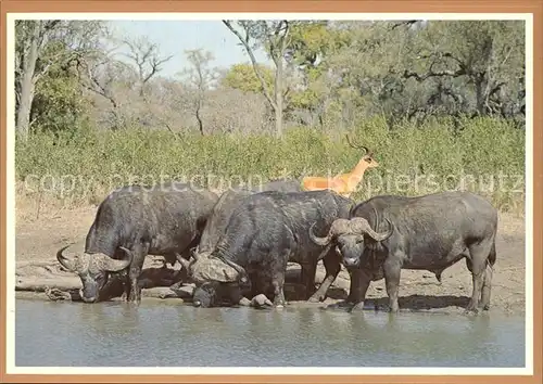 Tiere Buffalo Bulls and Impala Ram Kruger National Park Kat. Tiere