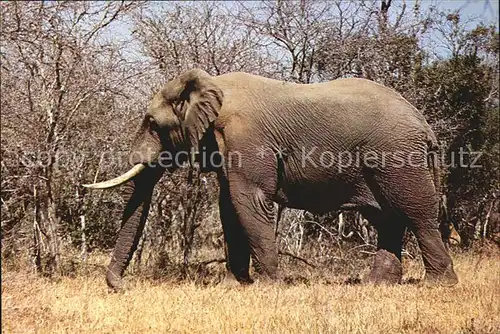 Elefant Kruger National Park  Kat. Tiere