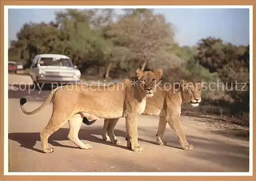 Loewe Lionesses Kruger National Park Kat. Tiere