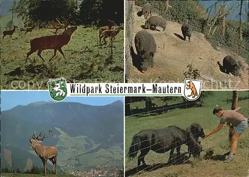 Hirsch Wildpark Steiermark Mautern Wildschweine Ponys  Kat. Tiere