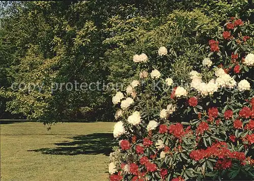 Blumen Botaniscer Garten Rhododendron Park Bremen  Kat. Pflanzen