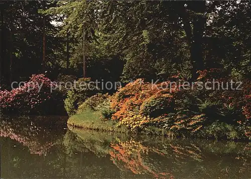 Blumen Botanischer Garten und Rhododendron Park Bremen  Kat. Pflanzen