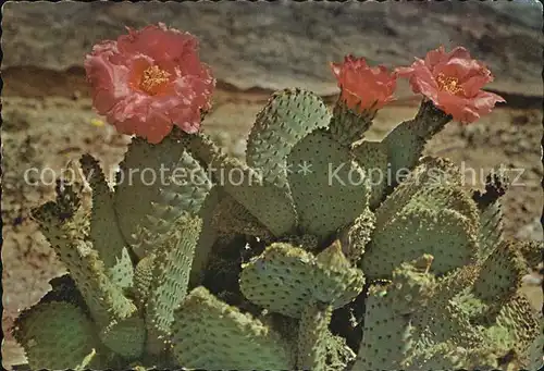 Kakteen Magenta Beaver  Tail Cactus  Kat. Pflanzen