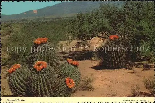 Kakteen Barrel Cactus Desert  Kat. Pflanzen