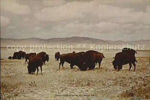 Bueffel Buffalo grazing the Big Open North Montana  Kat. Tiere