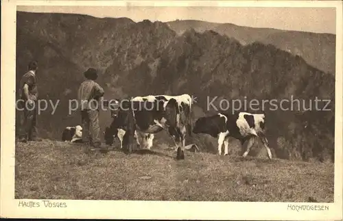 Kuehe Hautes Vosges Hochvogesen Kat. Tiere