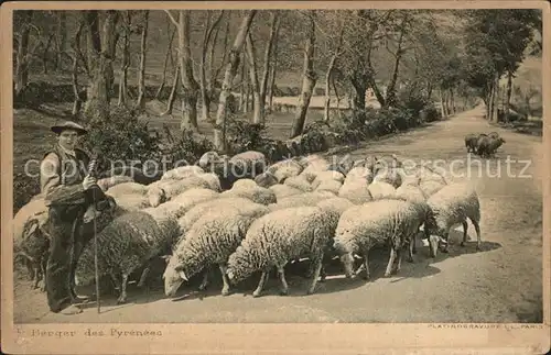 Schafe Hirte Berger des Pyrenees  Kat. Tiere