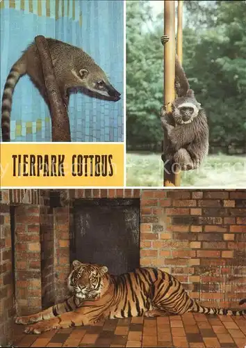 Zoo Tierpark Cottbus Nasenbaer Silbergibbon Sumatratiger  Kat. Tiere