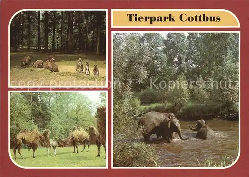 Zoo Cottbus Benett Kaenguruhs Trampeltiere Asiatische Elefanten Kat. Tiere