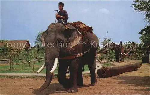 Elefant Thai Elephant pulling the Teak Log  Kat. Tiere