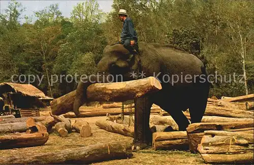 Elefant Elephant working in forest Chiengmai North Thailand  Kat. Tiere