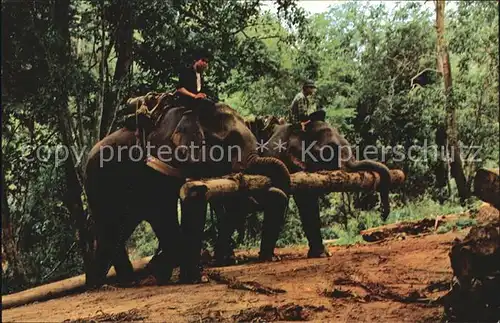 Elefant Elephants working in forest Chiengmai North Thailand  Kat. Tiere