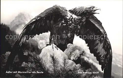 Adler Murmeltier als Beute Foto Risch Lau Nr. 10429 Kat. Tiere