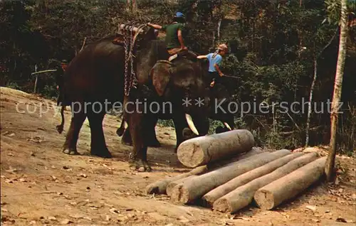 Elefant Trained Elephants at work Teak Forests Chiengmai North Thailand  Kat. Tiere