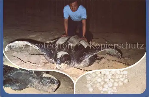 Schildkroeten Giant Marine Tourtle with Eggs Phuket Kat. Tiere