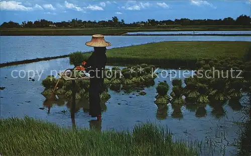 Landwirtschaft Thai Farmers uproot Rice Seadlings  Kat. Landwirtschaft
