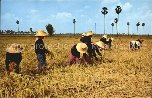 Landwirtschaft Thai Farmers harvest Rice Thailand Kat. Landwirtschaft