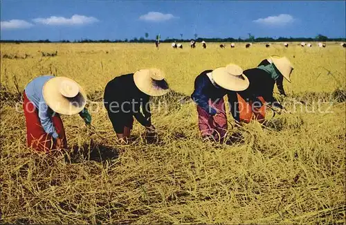Landwirtschaft Thai Farmers harvest Rice Thailand  Kat. Landwirtschaft