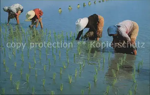 Landwirtschaft Cultivation of Rice Thailand  Kat. Landwirtschaft