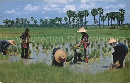 Landwirtschaft Cultivation of Rice Thailand Tender Rice Plants  Kat. Landwirtschaft