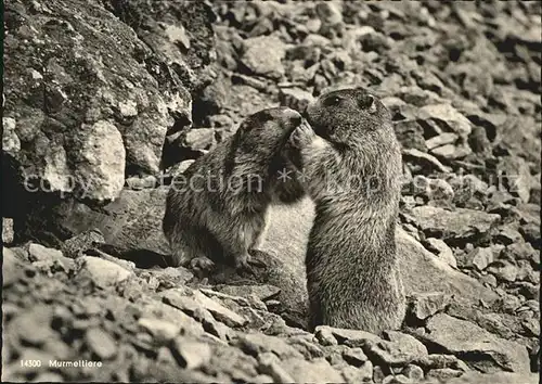 Murmeltier Murmeltierpaerchen Allgaeuer Alpen  Kat. Tiere