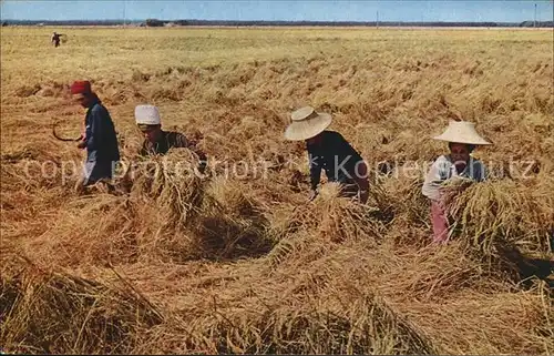 Landwirtschaft Cultivation of Rice Thailand  Kat. Landwirtschaft