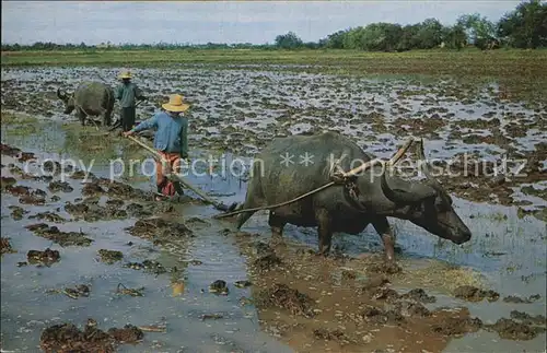Landwirtschaft Rice cultivation in Thailand ploughing with Buffaloes Kat. Landwirtschaft