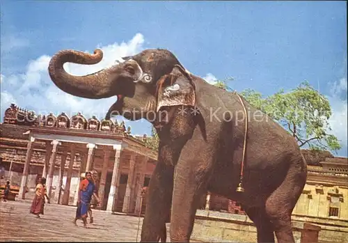 Elefant Srirangam Temple Trichy India Kat. Tiere