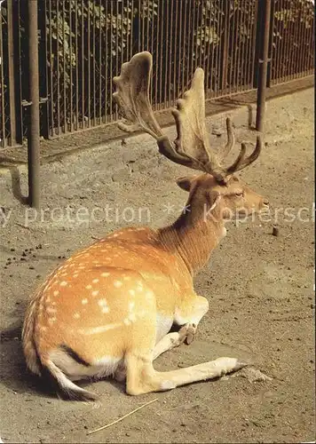 Hirsch Damhirsch Tierpark Bischofswerda Kat. Tiere