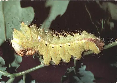 Insekten Insektarium Karl Marx Stadt Raupe Chinesischer Eichenseidespinner  Kat. Tiere