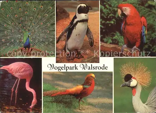 Voegel Vogelpark Walsrode Flamingo Blauer Pfau Papagei Kat. Tiere