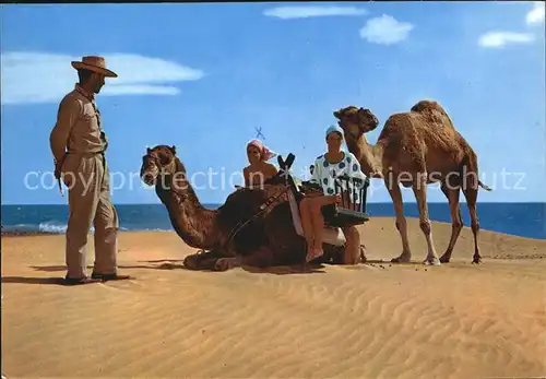 Kamele Gran Canaria Camellos Playa de Maspalomas  Kat. Tiere