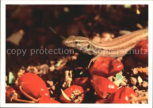 Tiere Eidechse Scharfe Paprika Kat. Tiere