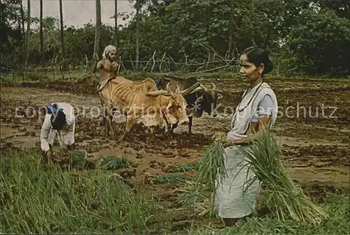 Landwirtschaft Goa India Transplanting Rice Kat. Landwirtschaft