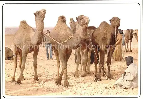 Kamele Maroc Marche aux Chameaux  Kat. Tiere