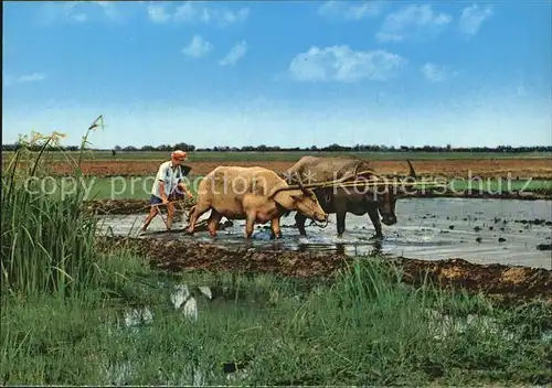 Landwirtschaft Ploughing with Buffaloes Tice Field Malaysia Kat. Landwirtschaft